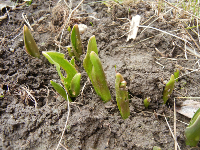 Tulips_Lalele (2013, February 24) - 02 Garden in February