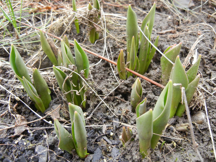 Tulips_Lalele (2013, February 24) - 02 Garden in February