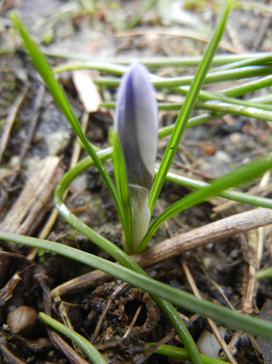 Crocus Blue Pearl (2013, February 25)