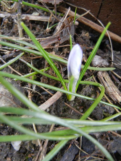 Crocus Blue Pearl (2013, February 25)