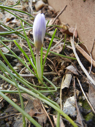 Crocus Blue Pearl (2013, February 27) - Crocus Blue Pearl