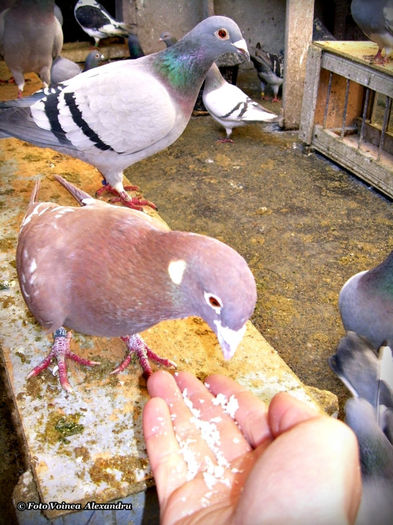 DSCN1317 - 4- Porumbeii Mei 2012