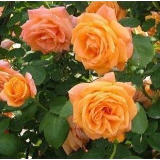trandafir-korlawe - trandafiri urcatori