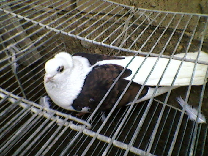 Ady91-0074
