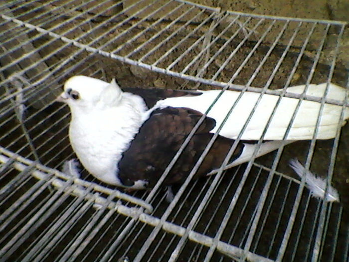 Ady91-0075