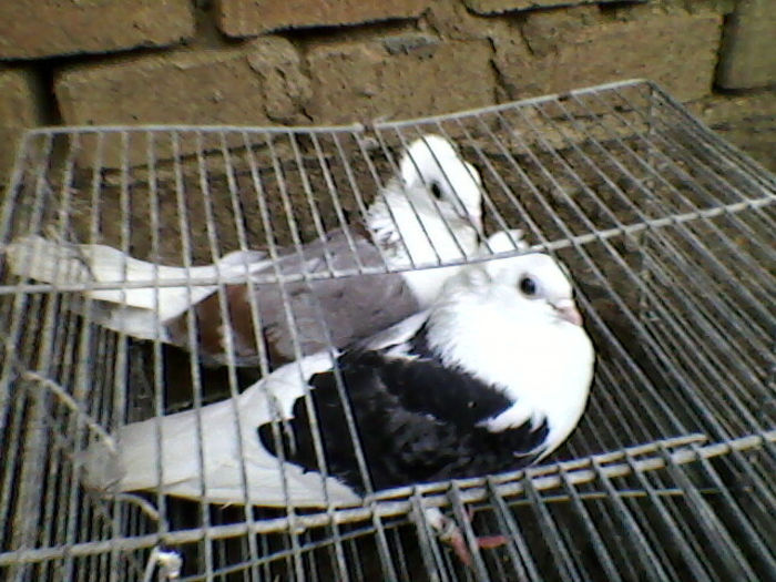 Ady91-0006