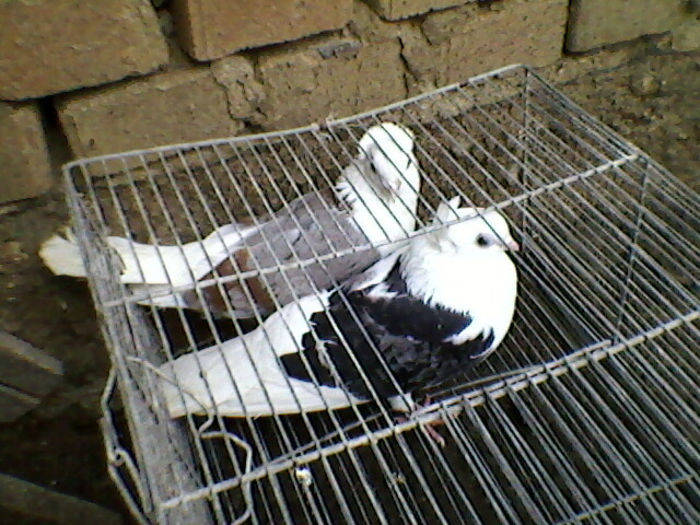 Ady91-0007