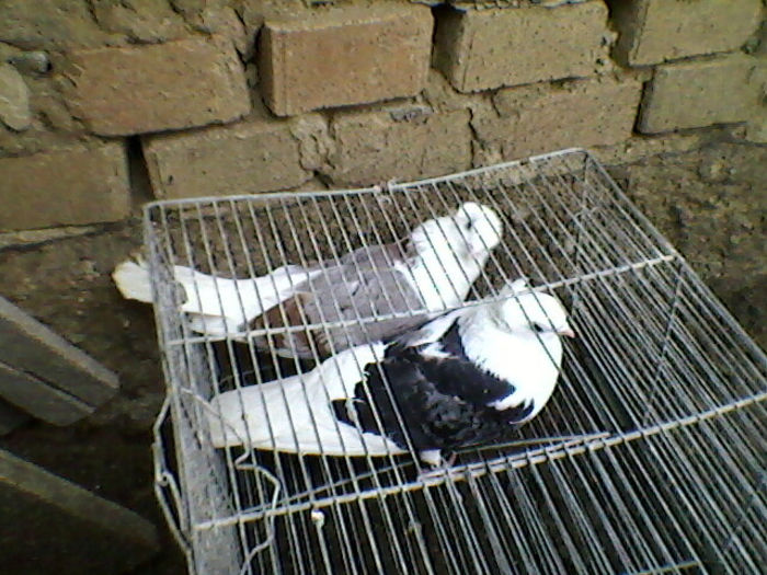 Ady91-0008