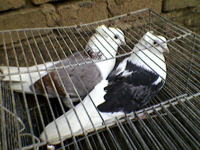 Ady91-0011