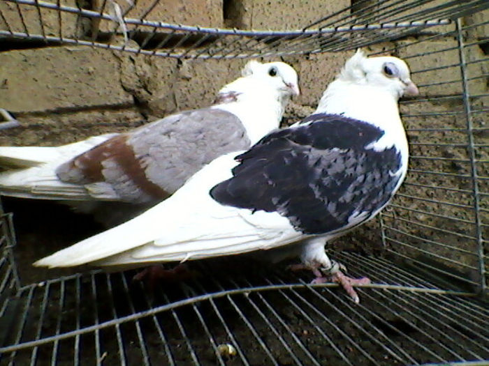 Ady91-0012