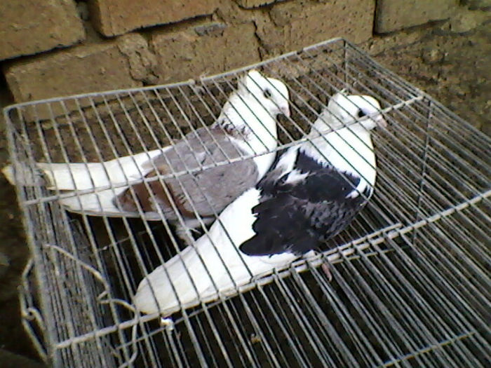 Ady91-0015
