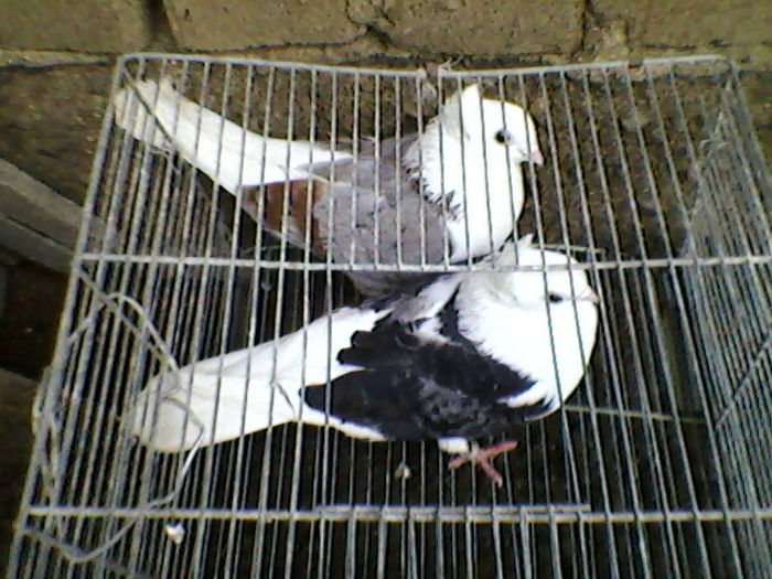 Ady91-0021