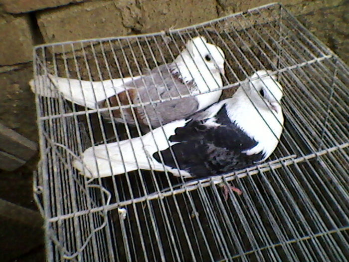 Ady91-0023