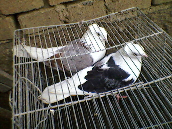 Ady91-0024