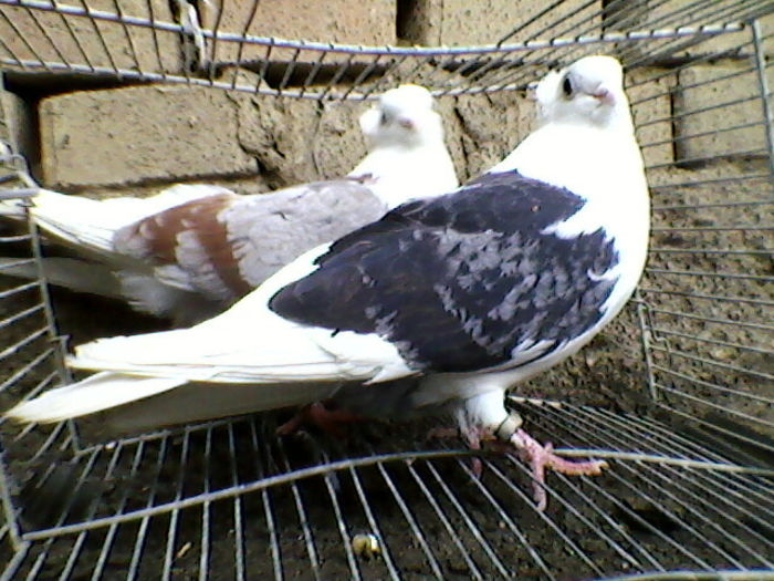 Ady91-0025