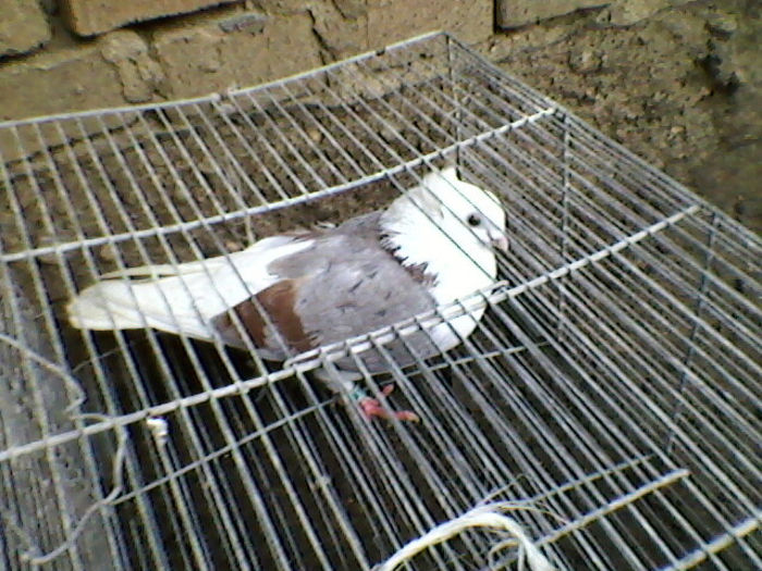 Ady91-0027