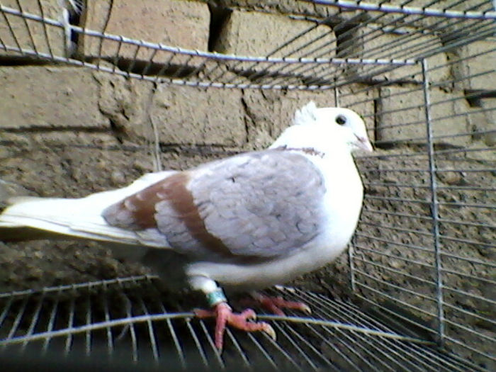 Ady91-0030