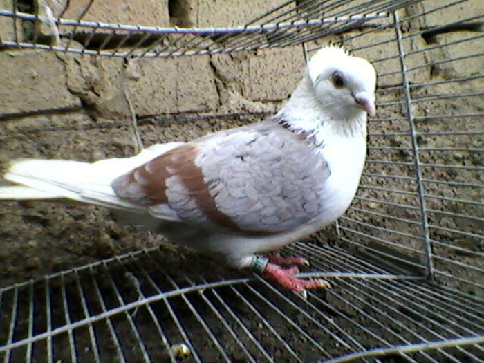 Ady91-0031