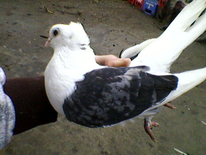 Ady91-0035