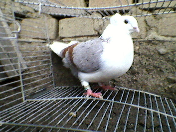 Ady91-0038
