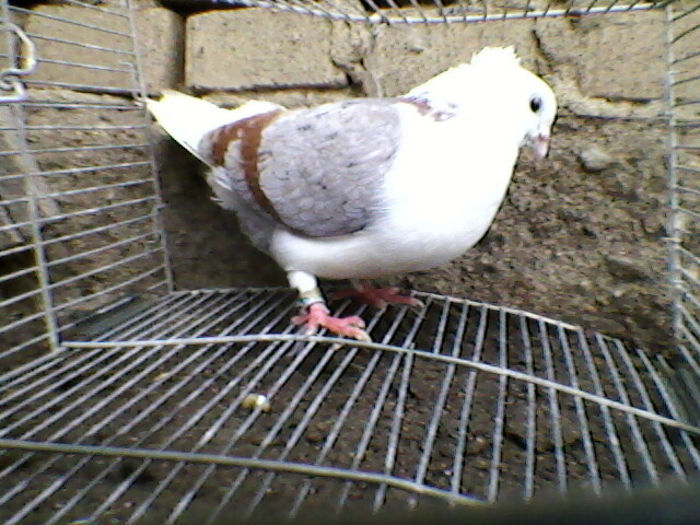 Ady91-0039