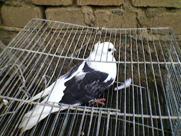 Ady91-0046
