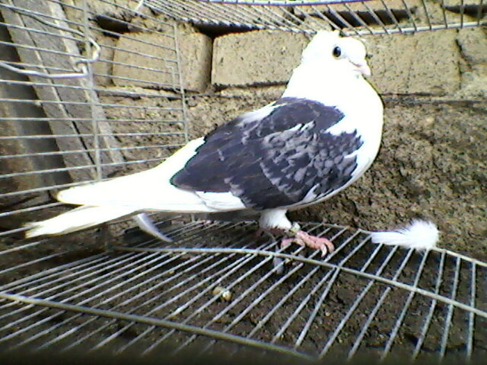 Ady91-0047