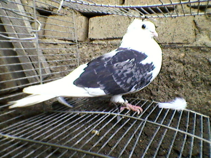 Ady91-0048