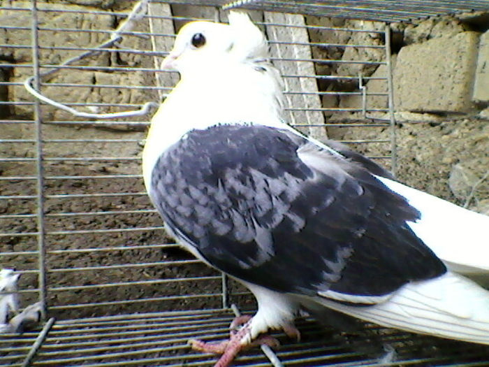Ady91-0056