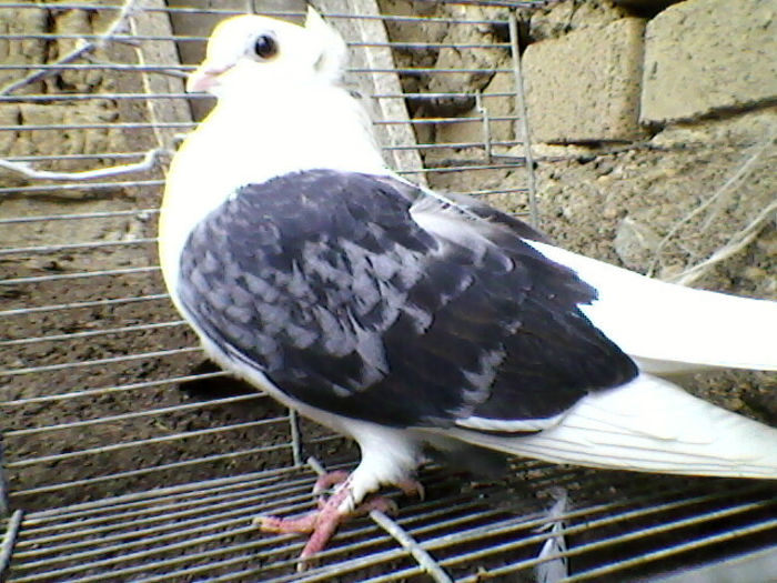 Ady91-0057