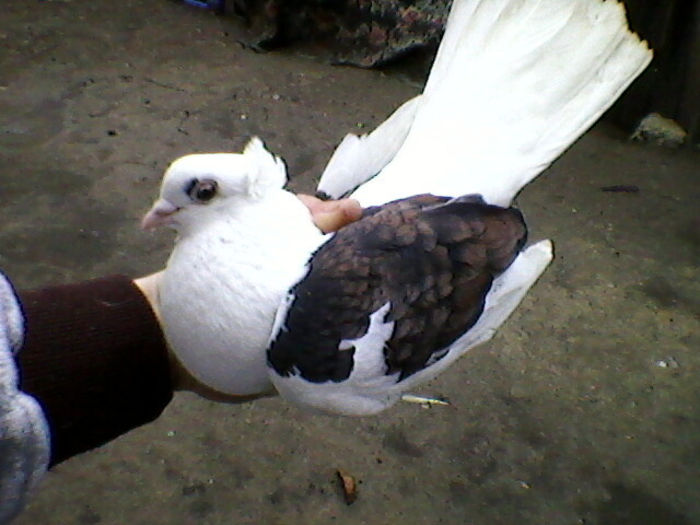 Ady91-0060