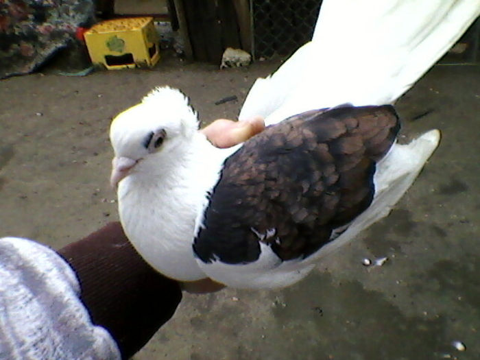 Ady91-0062