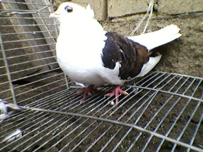 Ady91-0069