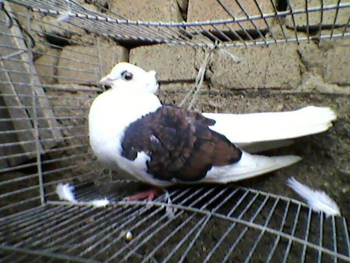 Ady91-0070