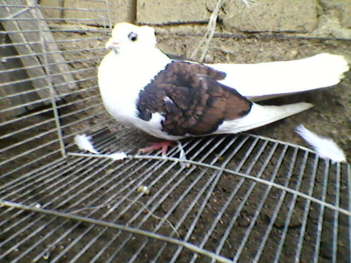 Ady91-0071