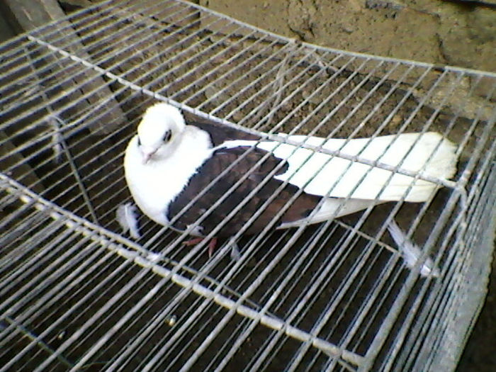 Ady91-0072