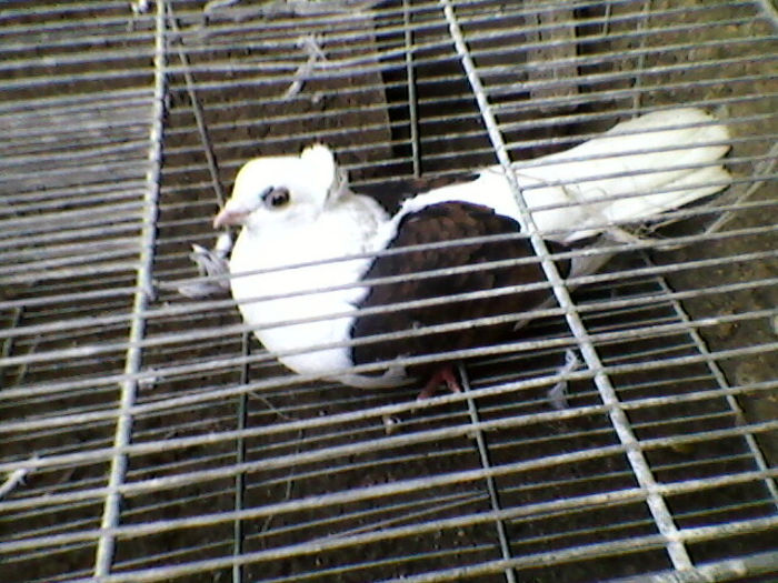 Ady91-0079