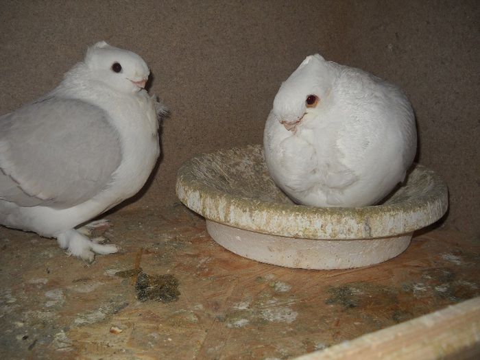26 feb 093