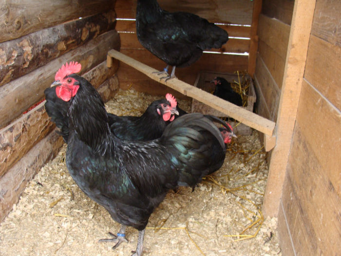 616 - GAINI AUSTRALORP