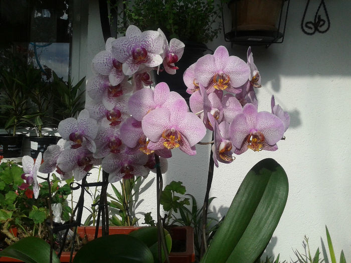 20130227_141800 - Orhidee Phalaenopsis