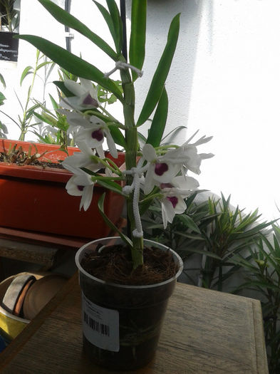 20130227_142124 - lastar nou de Dendrobium