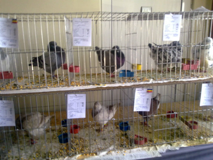 expo arad 016 - arad 2013