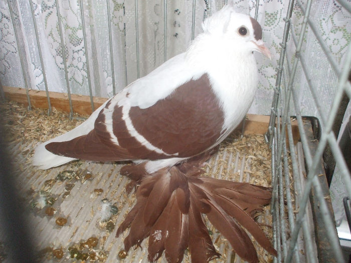 DSCF2145