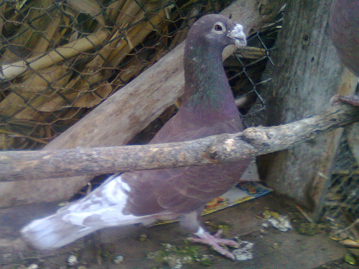 Fotografie0638 - voiajori de frumusete