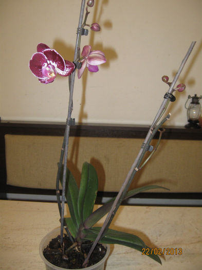 PHALAENOPSIS-reinflorire - 1-Orhideele mele dragi