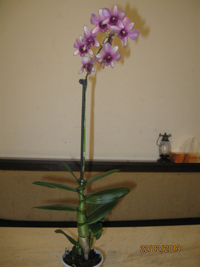 DENDROBIUM PHALAENOPSIS - 1-Orhideele mele dragi