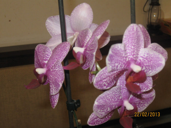 PHALAENOPSIS-reinflorire - 1-Orhideele mele dragi