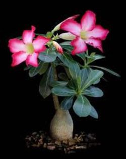 adenium