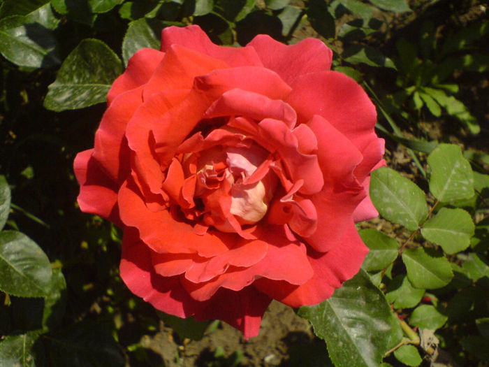 DSC00994 - Trandafiri