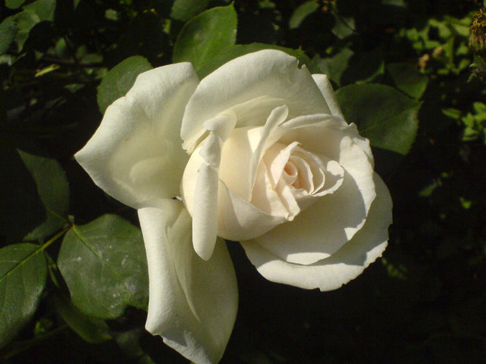 DSC01004 - Trandafiri